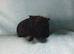 Pair of boy guinea pigs ready now
