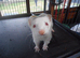 3 year old ferrets