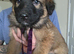 GSD. Litter of 3 - 1 sable boy available