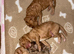 Miniature cockapoo puppies