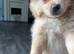 MALTAPOO