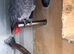 African grey pair