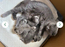 Beautiful Scottish Fold&Straight –Silver tabby’s