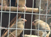 Fawn Java sparrow