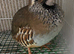 Red legged partridge