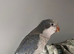 Opaline quaker
