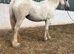 Grey cob mare