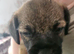 KC registered SLEM clear Border Terrier puppies