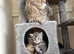 Stunning litter of 7 Maine coons