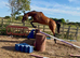15.2 4yr old thoroughbred mare