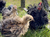 Frizzle Pekin bantam boys