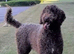 Hypoallergenic Health Checked PROVEN Labradoodle Curly None Shedding STUD