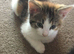 8 week kittens ready for a forever home.