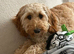 F1 Female Cockapoo with all paperwork