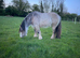 Horses, pony&rsquo;s, carts, harness and horse boxes wanted