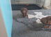 Beautiful litter of dachshund puppies