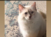 Ragdoll pure breed kittens 2 boys Ready now !!