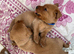 Pedigree fox red Labrador puppies