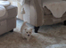 Pom terriers puppy
