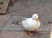 Call Ducks