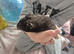 Black Male Syrian Hamster