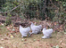 Trio of Lavender Pekin Bantams