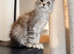 Ready now! XL Maine Coon Kittens!