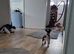 Miniature jack russle girl