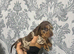 For sale two little dashund puppy's