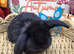 2 black French Lop Babies for reserve