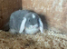 Mini lop ears males only