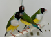 Female gouldian finches for sale