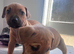 Staffie X bullies