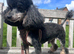 KC Toy Poodle