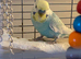 Rainbow budgies