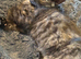 Kittens READY NOW!!