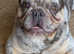 Merle French Bull Dog - proven available for studding