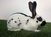 Purebred young English rabbits looking for good homes