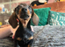 Miniature Dachshund