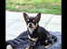 Handsome blue / tan Chihuahua male dog champion sired