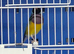 Gouldion finches.