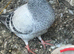 Very nice and good quality and healthy racing in Pigeon