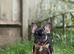 HEALTH CLEAR KC French Bulldog Puppies Lilac, Black Tan, Fawn