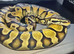 Male Pastel Orangebelly Royal Python