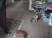 Butiful pom pups