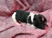 Gorgeous little black and white lhasa apso puppies born 9/8/26.