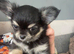 Chihuahua puppies