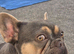 French Bulldog Female
