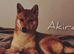 Full Shiba Inu Boy