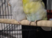 Parrotlets
